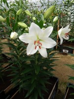 [4339 Salvetia VZ No01.JPG]